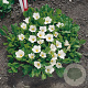 Nierembergia repens GM P9