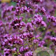 Origanum laevigatum 'Hopleys' GM P9