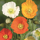 Papaver nud. 'Gartenzwerg' GM P9