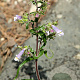 Penstemon hirsutus 'Pygmaeus' GM P9