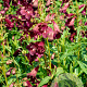 Penstemon 'Raven' GM P9