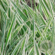 Phalaris arund. 'Picta' GM P9
