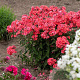 Phlox (P) 'Spitfire' GM P9