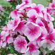Phlox (P) Sweet Summer Festival GM P9