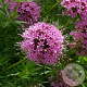 Phuopsis stylosa GM P9