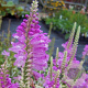 Physostegia v. 'Bouquet Rose' GM P9