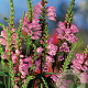 Physostegia virginiana GM P9