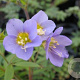 Polemonium caer. 'Lambrook Mauve' GM P9