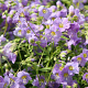 Polemonium caer. 'Lambrook Mauve' GM P9