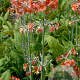 Primula bulleyana GM P9