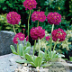 Primula dent. 'Rubin' GM P9