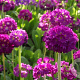 Primula dent. 'Rubin' GM P9