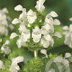 Prunella grand. 'Alba' GM P9