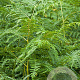 Pteridium aquilinum GM P9
