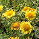 Pulicaria dysenterica GM P9