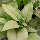 Pulmonaria 'Majesté' GM P9