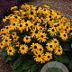 Rudbeckia f. Early Bird Gold GM P9