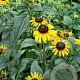 Rudbeckia f. Early Bird Gold GM P9