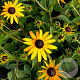 Rudbeckia f. Early Bird Gold GM P9