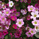 Saxifraga (A) 'Blütenteppich' GM P9