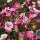 Saxifraga (A) 'Blütenteppich' GM P9