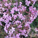 Saponaria lempergii 'Max Frei' GM P9