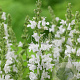 Salvia nem. Sensation White GM P9