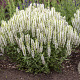 Salvia nem. Sensation White GM P9
