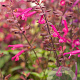 Salvia Love and Wishes GM P9