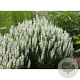 Salvia nem. 'Adrian' GM P9