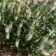 Salvia nem. 'Adrian' GM P9