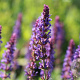 Salvia nem. 'Negrito' GM P9