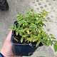 Sanguisorba o. 'Tanna' GM P9