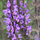 Salvia sylv. 'Serenade' GM P9