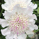 Scabiosa Kudo White GM P9