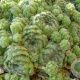 Sempervivum ciliosum borisii GM P9
