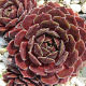 Sempervivum 'Director Jacobs' GM P9