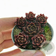 Sempervivum 'Hayling' GM P9