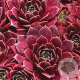 Sempervivum 'Red Chief' GM P9