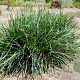 Sesleria sadleriana GM P9