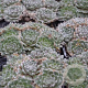 Sempervivum 'Van der Steen' GM P9
