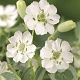 Silene u. 'Weisskehlchen' GM P9