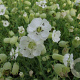Silene u. 'Weisskehlchen' GM P9