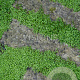 Soleirolia soleirolii GM P9