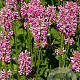 Stachys monieri 'Rosea' GM P9