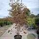 Cornus kousa chinensis 200-250 cm container meerstammig