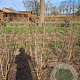 Cornus kousa chinensis 200-250 cm container meerstammig