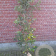 Cornus kousa chinensis 200-250 cm container meerstammig