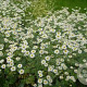 Tanacetum niveum 'Jackpot' GM P9