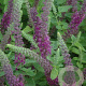 Teucrium hyrc. 'Paradise Delight' GM P9